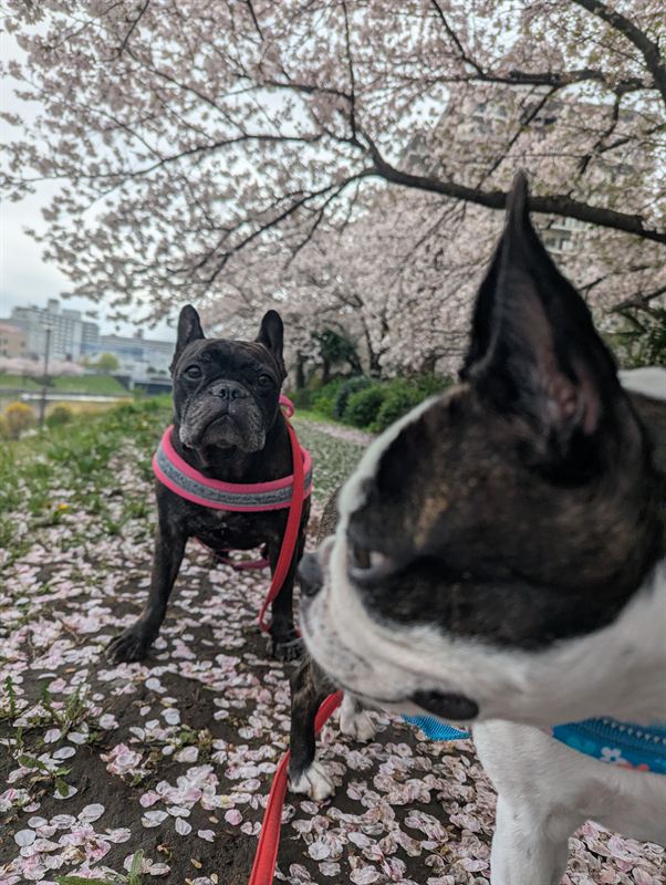 The two dogs under cherry blossoms