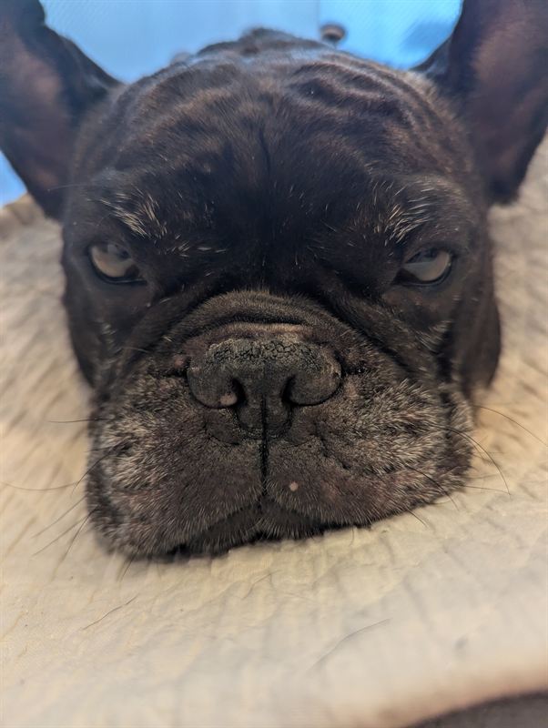 Close-up of Gunso the French Bulldog