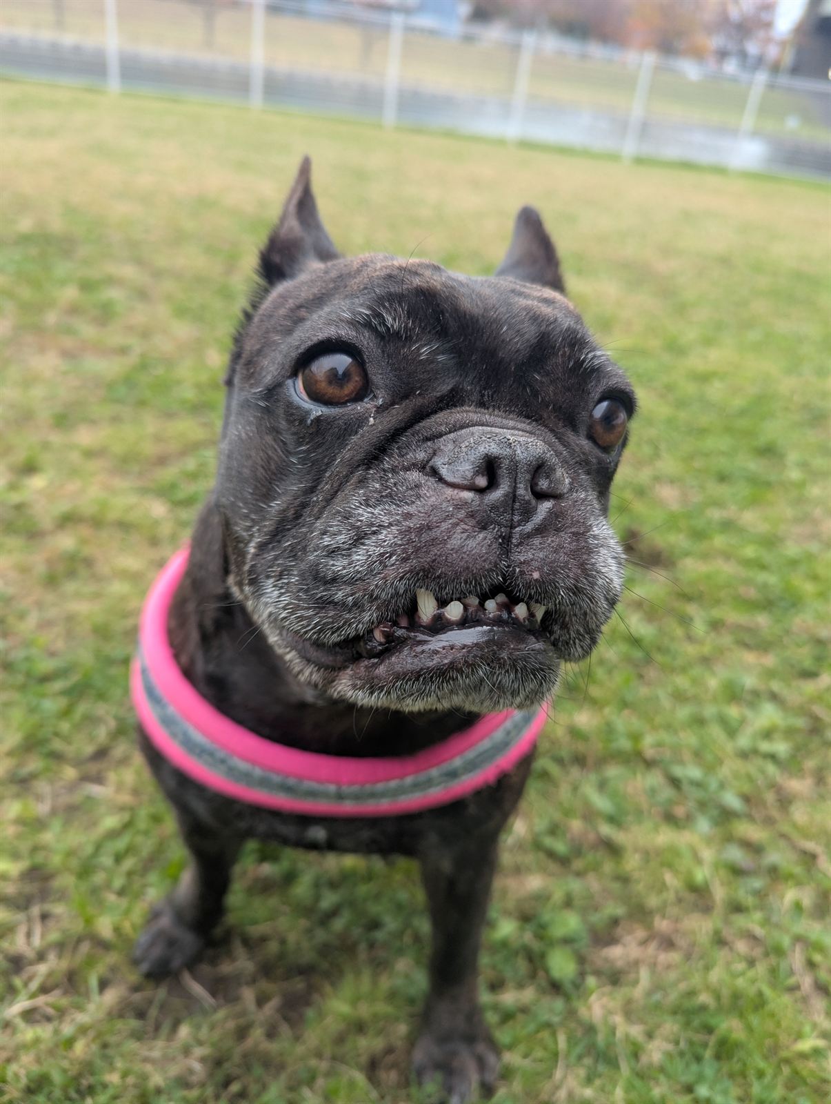 Gunso the French Bulldog grinning at the camera