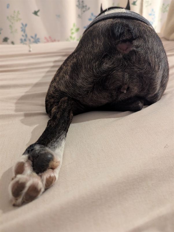 Gunso chewing on his own front paw