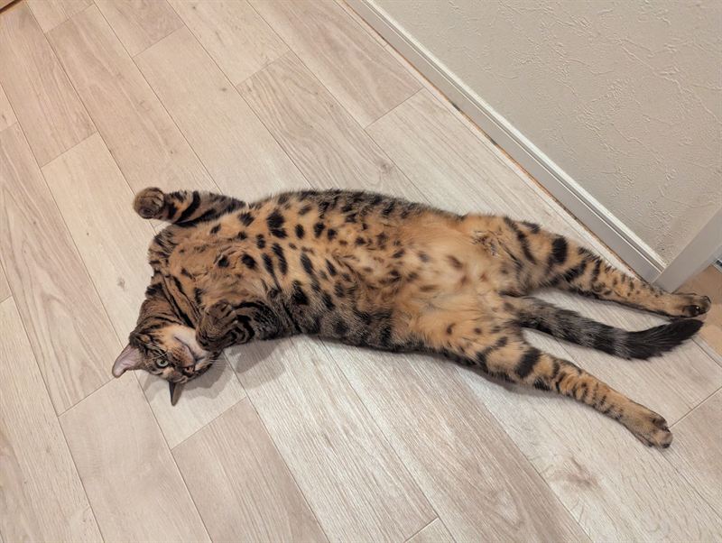 Munch splooting flat on the floor