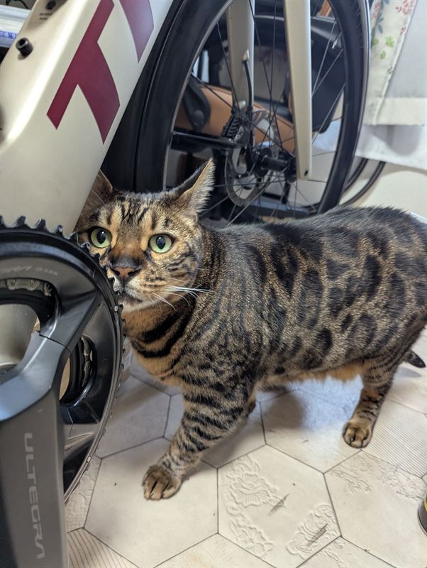Munch the Bengal cat standing on his hind legs