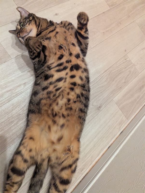 Munch doing a long stretch