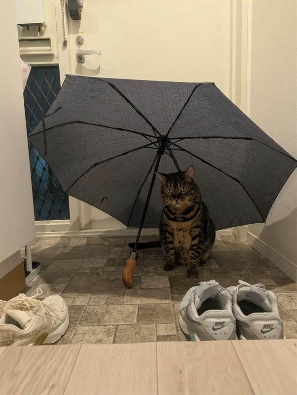 Munch sitting under an umbrella