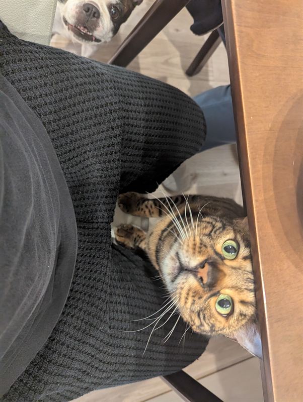 Munch the Bengal cat lying upside down