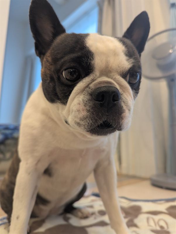 Ponsuke the Boston Terrier with big round eyes