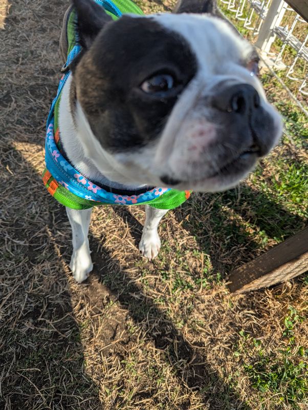 Ponsuke the Boston Terrier looking straight into the camera