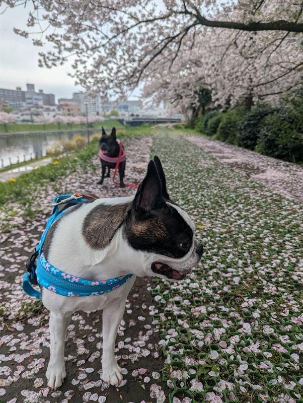 Ponsuke posing under cherry blossoms